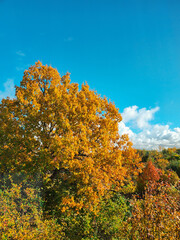 Fototapeta premium Autumn scenery with dry leaves, blue cloudy sky