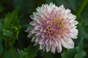 Obraz premium Red, white, yellow dahlia colorful background. View of multicolored dahlia flowers. Beautiful dahlia flowers on green background. Summer flowers are a genus of plants in the sunflower family Asteracea