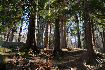 Fir Forest