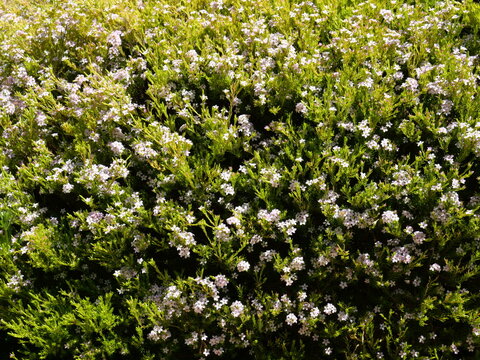 Eriostemon is a genus of flowering plants of the family Rutaceae. It is native to eastern Australia and includes just two species.