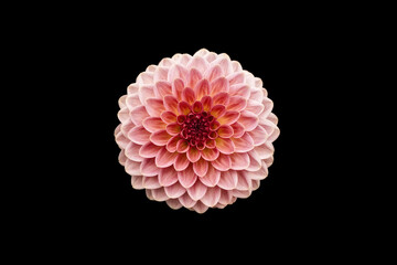 Dahlia flowers black background