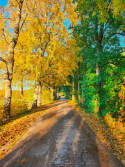 Yellow and green trees and footpath road in autumn landscape in countryside. Beautiful romantic alley. Autumn view in nature