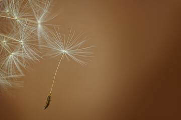 Dandelion seeds fly near the close up of the dandelion. nature background