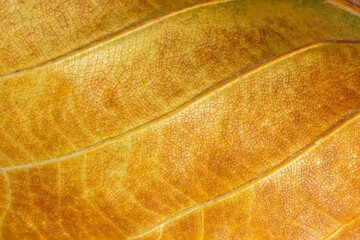 Detailed macro image of leaves beautiful colored veins natural background and texture