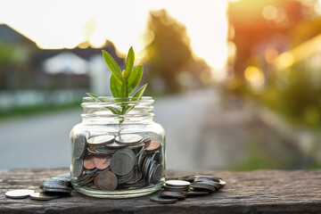 Plants Grow in Savings Coins concept of financial savings on nature background
