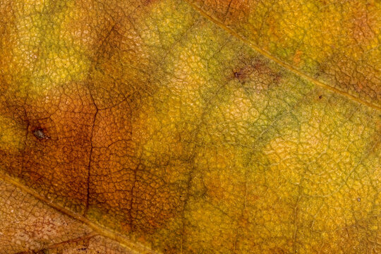 Detailed macro image of leaves beautiful colored veins natural background and texture