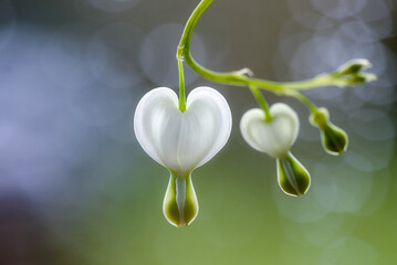 Dicentra spectabilis bleeding heart flowers in hearts shapes in bloom, beautiful Lamprocapnos pink white flowering plant in the garden - obrazy, fototapety, plakaty