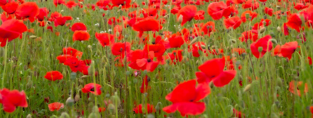 Poppy Fields Showing Bright Red Flowers for remembrance armistice Flanders Field in WW1 peace and hope symbol help for heroes