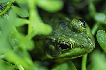 he edible frog is a species of common European frog, also known as the common water frog or green frog. It is used for food, particularly in France for the delicacy frogy legs.
