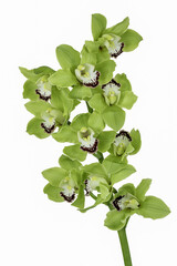 Green cymbidium orchid or boat orchid isolated on white background - obrazy, fototapety, plakaty