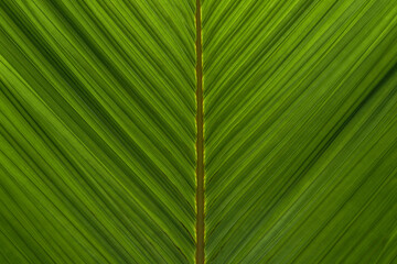 Tropical Leaf in Rainforest, the texture of the leaf is lit by sunlight Green leaf texture background