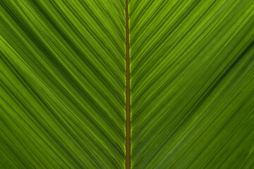 Tropical Leaf in Rainforest, the texture of the leaf is lit by sunlight Green leaf texture background