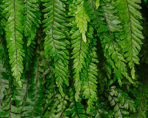 Closeup shot of fern leaf