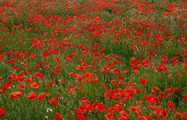 Poppy Fields Showing Bright Red Flowers for remembrance armistice Flanders Field in WW1 peace and hope symbol help for heroes