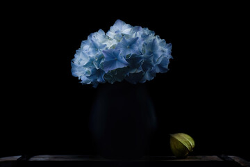 French Hydrangea and dark background. Blue Hydrangea or Hydrangea macrophylla or Hortensia flowers...