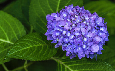 French Hydrangea and dark background. Blue Hydrangea or Hydrangea macrophylla or Hortensia flowers...