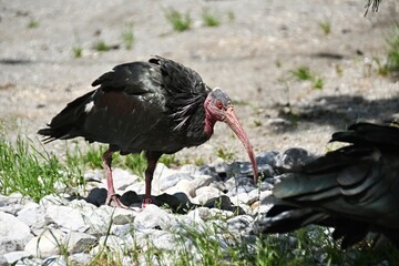 CAPTIVE NORTHERN BALD IBIS