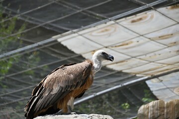 Captive griffon vulture with white head
