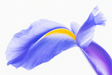 Closeup image of a Iris reticulata against a white background