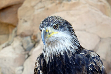 Portrait of a young bald eagle, a symbol of the USA