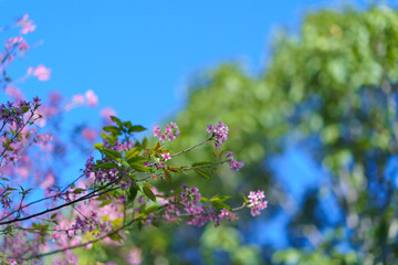 Spring Japanese landscape with cherry blossoms branches of blossoming cherry against background of blue sky and butterflies on nature outdoors Pink sakura flowers dreamy romantic image spring..
