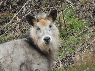 Fototapeta premium 二ホンカモシカ