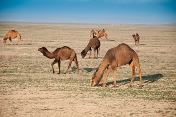 Camels on the way are looking for fresh grass to eat, graze in the steppes, heat, drought, Kazakhstani steppes.