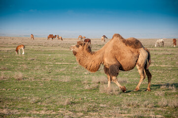 Camels on the way are looking for fresh grass to eat, graze in the steppes, heat, drought,...