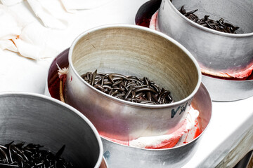 Many leeches in laboratory. Medical leeches for hirudo therapy