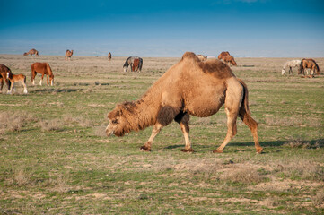 Camels on the way are looking for fresh grass to eat, graze in the steppes, heat, drought,...
