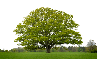 beautiful tree with green leaves on green grass in summer cut the sky into a transparent background
