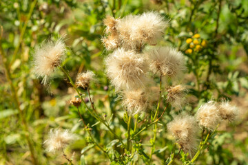 Dry flowers of a field plant filled with seeds.