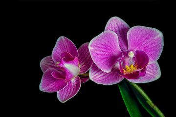 Obraz na płótnie Canvas Pink orchid flower isolated on black background
