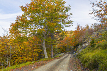 Dirt road in the countryside in autumn, Province of Genoa, Italy