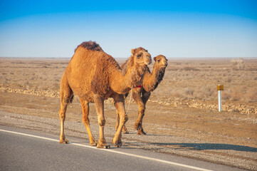 Camels are on the road heat, drought, United Arab Emirates
