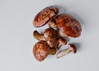 White mushrooms on the White background