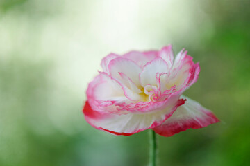 A wonderful poppy flower. closeup of petals