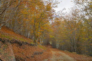 Fototapeta premium Road covered with leaves of beech trees in a beech forest in autumn, province of Genoa, Italy