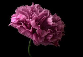 A wonderful poppy flower. closeup of petals
