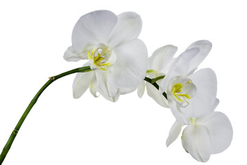 Naklejka na ściany i meble White branch orchid flowers, Orchidaceae, Phalaenopsis known as the Moth Orchid, abbreviated Phal. White background.