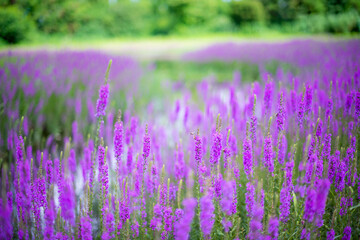 Naklejka premium Purple flowers of Lythrum salicaria on a natural background.