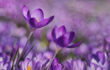 Purple flowers, various flowers in spring, high quality photos.