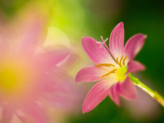 Beautiful pink Rain lily field,, Zephyranthes grandiflora, Selective focus.