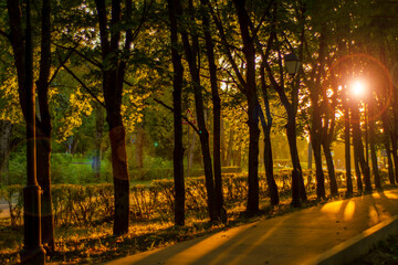 Evening view of a small boulevard with planted trees. Street for calm and romantic evening walks in a small town. View of the alley with trees and the light of the setting sun. Long shadows at dusk.
