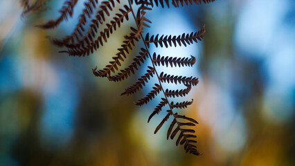 Bruyères et fougères sauvages, dans la forêt des Landes de Gascogne, mises en valeur par le soleil couchant
