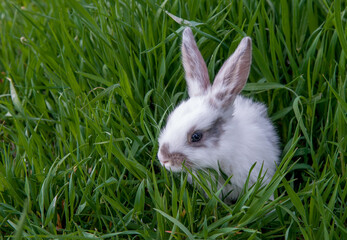 Easter bunny on the grass. Beautiful rabbits on a green background with copy space. Easter concept, colorful background for greeting card.