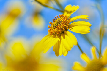 Cosmos flower (Cosmos Bipinnatus) with blurred background cosmos flower blooming cosmos flower field with blue sky, beautiful vivid natural summer garden outdoor park image.