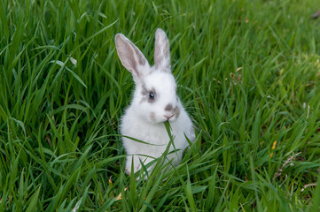 Easter bunny on the grass. Beautiful rabbits on a green background with copy space. Easter concept, colorful background for greeting card.