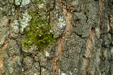 Close-up of the bark of a tree in soft focus at high magnification. Cracks with germinating moss on a old birch. Background for slide or book cover
