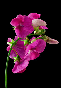 Single-flowered purplish-pink sweet pea Lathirus odoratas has three flowers. isolated on a black background